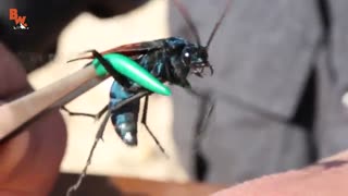 صحنه های باورنکردنی از مردی که عاشق نیش حشرات است !