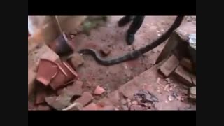 حمله مار شاه کبرا  / رسانه تصویری وی گذر