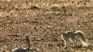 نبرد مانگوس و مار کبرا  / رسانه تصویری وی گذر