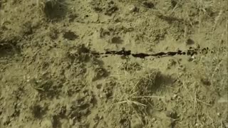 No Country for Old Men 2007 TRAILER