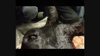 به دنبال کز 1