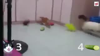 گربه VS. خیار