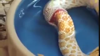 خوردن مار توسط خودش / رسانه تصویری وی گذر