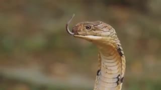 بوسه مرد هندی به مار سمی / رسانه تصویری وی گذر