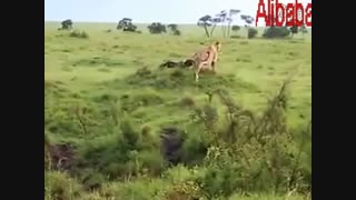 عقاب در برابر شیر / رسانه تصویری وی گذر