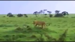 نبرد شیر گرسنه و عقاب / رسانه تصویری وی گذر