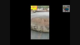 انا کوندای غول پیکر