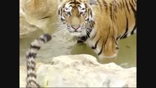 حمله ببر / رسانه تصویری وی گذر