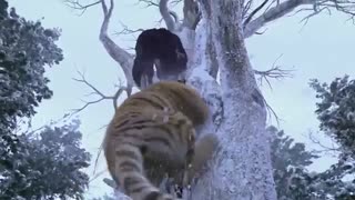 صحنه حمله ببر - رسانه تصویری وی گذر