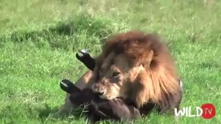 یورش های بی نظیر سلطان جنگل  / رسانه تصویری وی گذر