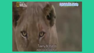 حمله شیر به اسب آبی / رسانه تصویری وی گذر