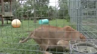 ببر و شیر عصبانی / رسانه تصویری وی گذر