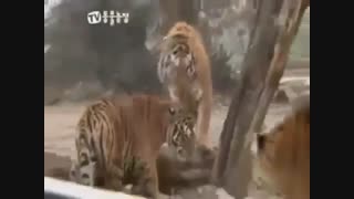 دعوای شیر و ببر / رسانه تصویری وی گذر