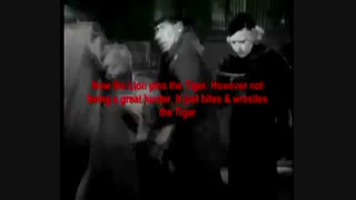 جدال قدیمی اما دیدنی ببر و شیر / رسانه تصویری وی گذر