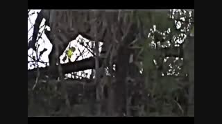 نبرد مرگبار خرس و ببر / رسانه تصویری وی گذر