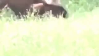 یورش ببر به بوفالو / رسانه تصویری وی گذر