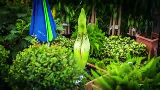 تایم لپس گل جسد / رسانه تصویری وی گذر