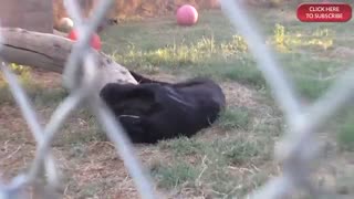 ویدیویی  از پلنگ سیاه / رسانه تصویری وی گذر