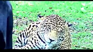 ویدیوی دیدنی از پلنگ سیاه و جگوار / رسانه تصویری وی گذر