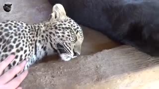 خوابیدن دو پلنگ زیبا / رسانه تصویری وی گذر