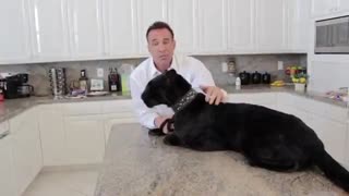 پلنگ سیاه روی میز آشپزخانه / رسانه تصویری وی گذر