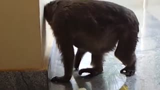 کلیپ زایمان طبیعی میمون در ساختمان