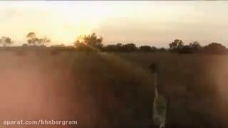 بازی با شیرها