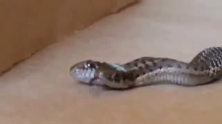 مار 2 سر / رسانه تصویری وی گذر