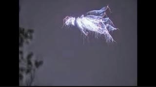 آیا اینها فرشته های الهی هستند؟