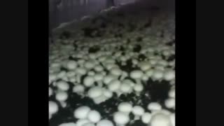 کم هزینه ترین روش پرورش قارچ