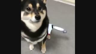 سگ هالووین!!!