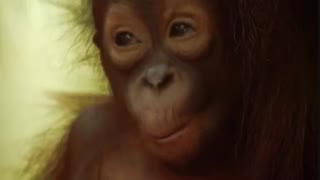 مستند قلمروهای پنهان قسمت دوم “راز جنگل ها”(دوبله فارسی)