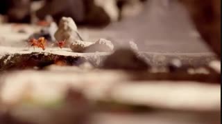 مستند قلمروهای پنهان قسمت سوم “جنگل های شهری”(دوبله فارسی)