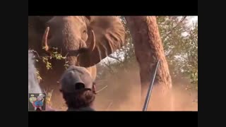 شوخی با فیل