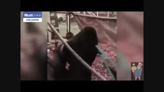 گوریل خشمگین