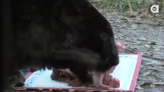 ویدیویی از  جشن تولد پلنگ سیاه / رسانه تصویری وی گذر