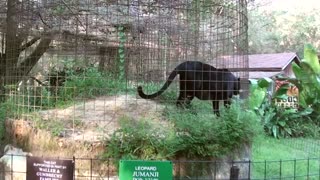 پلنگ سیاه در باغ وحش / رسانه تصویری وی گذر