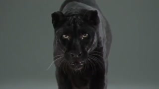 تبلیغ بسیار تماشایی پلنگ سیاه / رسانه تصویری وی گذر