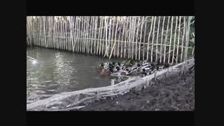 محافظ محیط زیست سرخرود