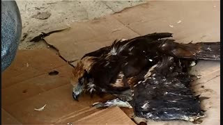 قوهای  سرخرود