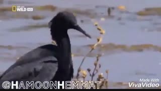 لک لک زدی رشتی کلک لک لک جراحی لثه
