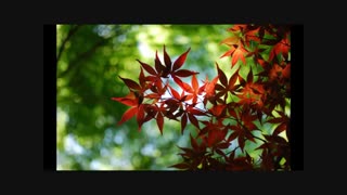 نگاهم کن شعر یغما گلرویی-با صدای عندلیب