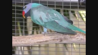 اگر ترانه نخوانی : شعر رضا افضلی با آوای زری مینویی