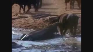 نبرد اسب آبی و کروکودیل / رسانه تصویری وی گذر