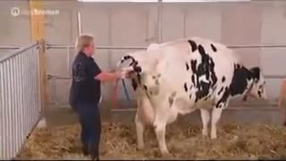 کمک به زایمان طبیعی گاو