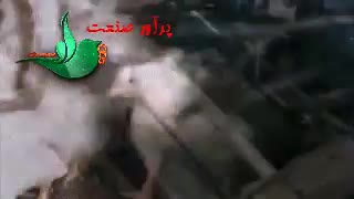 ماشین مرغ جمع کن