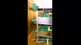 پرورش بلدرچین تخمگذار