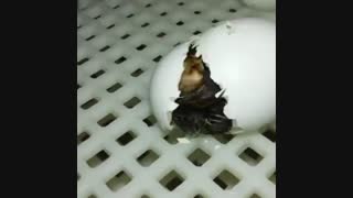 خروج جوجه ار تخم