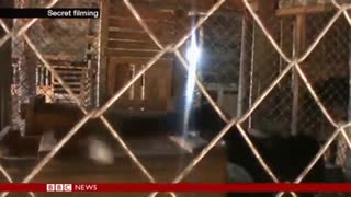 تهیه قهوه با رنج رساندن حیوانات مظلوم  Kopi Luwak