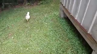 شوخی و دعوا حیوانات خانگی